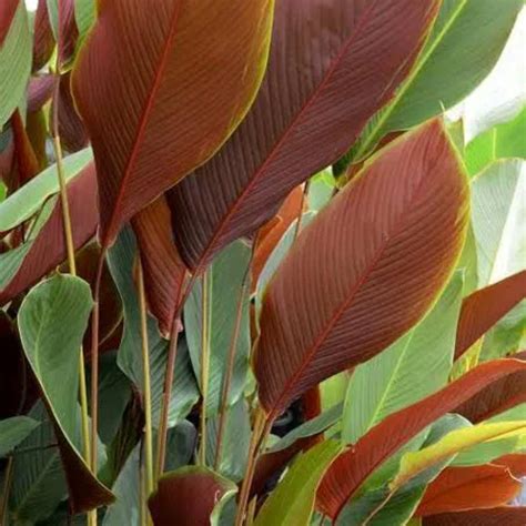 Calathea Lutea | Goeppertia lutea - Ornamental Live Plant (Home & Gard ...