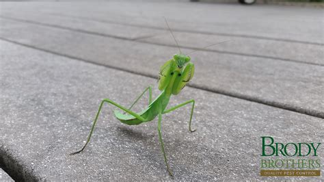 Are Praying Mantises Endangered? Is It Illegal to Kill Them?