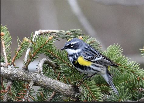Birding by Ear at Samish Crest Trail, Samish Trail Open Space Trailhead ...