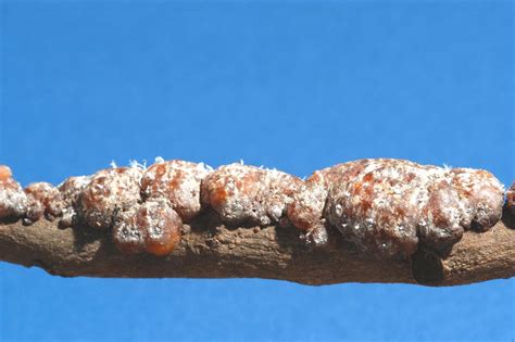 Jharkhand govt encourages lac cultivation among rural women to boost ...