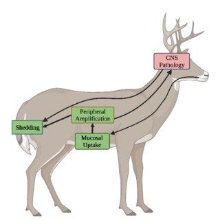 CWD Sampling 的图像结果
