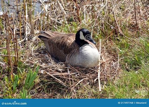 Canadian Goose Nesting Female Laying in a Nest Stock Photo - Image of geese, arctic: 217497768