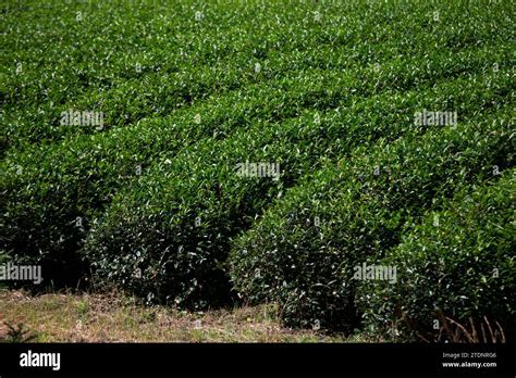 Tea Plantations Japan 的图像结果