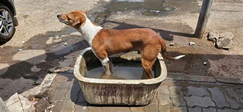 The mercury rose 1.5 degrees in 24 hours, with a maximum temperature of ...