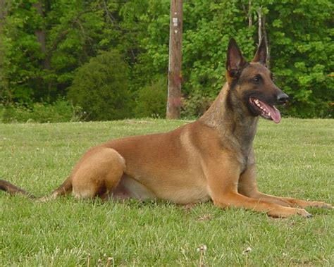 The dog in world: Belgian Malinois dogs