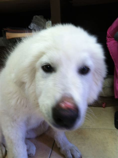 Adopt this adorable 3-month-old Great Pyrenees at East Alabama Humane ...