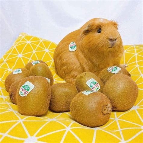 Esempio di grafica stravagante | Guinea pigs funny, Guinea pigs, Cute ...