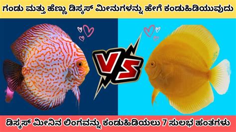 Image result for Discus Fish Identifier