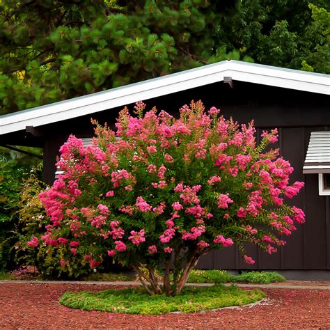Hopi Crape Myrtle For Sale | The Tree Center