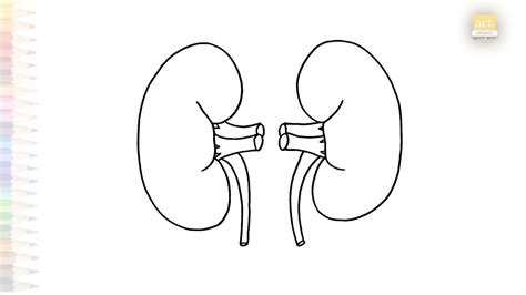 How to Draw Kidney in Easy Way 的图像结果