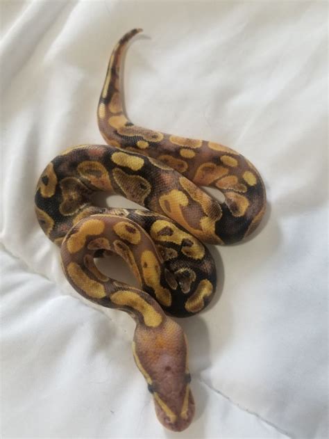 Image result for Chimera Ball Python