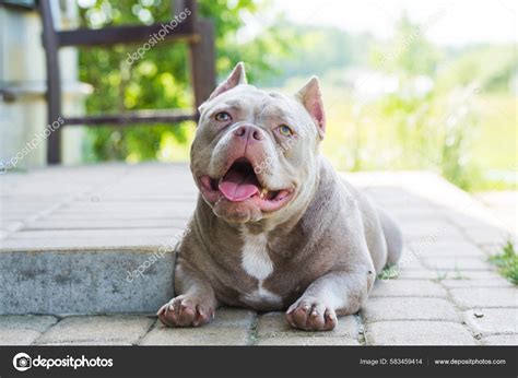 Cachorros Bully De Bolsillo Americano