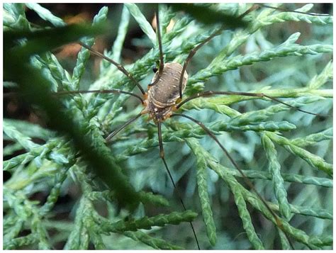 Sekáč rohatý (Phalangium opilio) - Bobův fotoblog