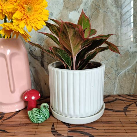 White Stripped Pot 6 inch with Tray – Niyara