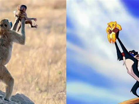 Baboon Holds New Born Up In The Air Just Like Scene From The Lion King ...