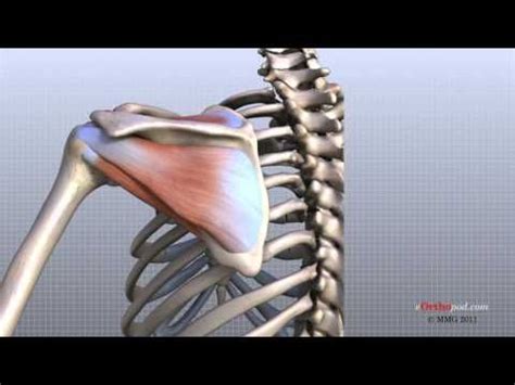 Image result for Shoulder Anatomy Animated Tutorial