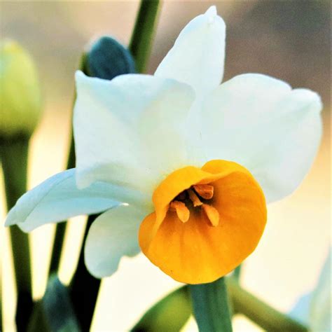 Narcissus Flower Meaning Chinese | Best Flower Site