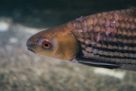 Mia+Khalifa+Bikini+Images Photos, Download The BEST Free Mia+Khalifa ...