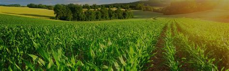 Apple Crop Protection