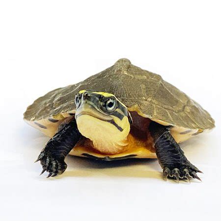 Image result for Japanese Box Turtle