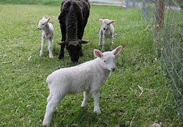 Image result for Cute White Animals