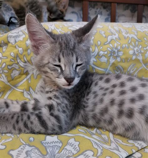 F1 Savannah Cats For Sale | F1 & F2 Savannah Kitten Breeder California ...