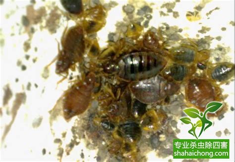 臭虫 中国卫生有害生物防制协会