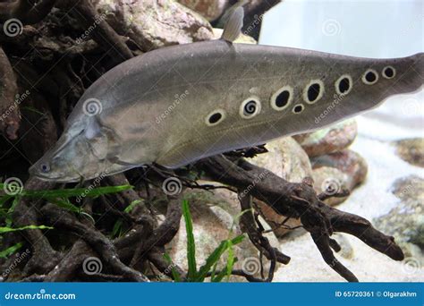 Spotted (clown) Knifefish Underwater Stock Image - Image of silver ...