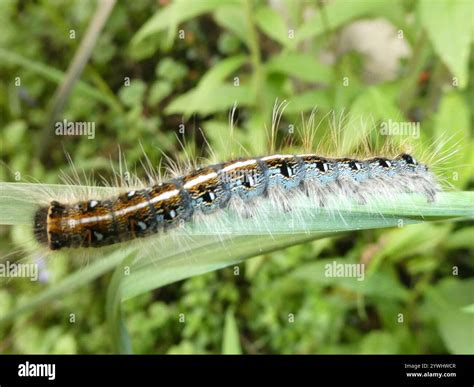 Eastern Tent Caterpillar Moth (Malacosoma americana Stock Photo - Alamy