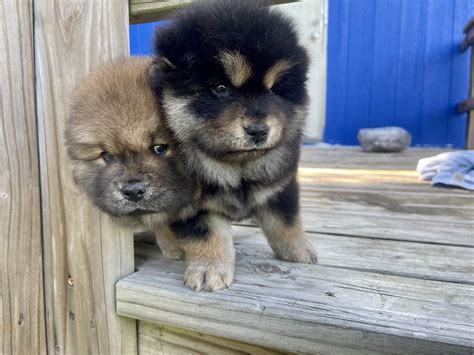 Chow Mix Puppy's Chow Mix From Puppy To Adulthood : R/chowchow