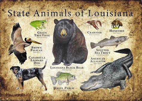 Louisiana State Freshwater Fish