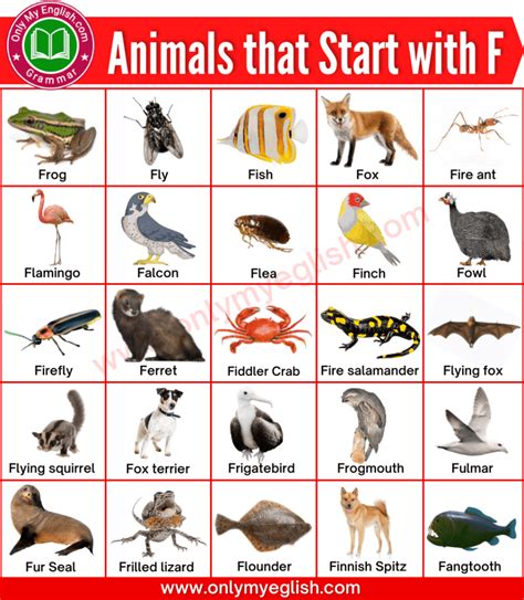 Animals that Start with F | Animals beginning with F | Animal ...
