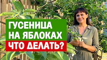 Кто ест листья на яблоне? Ответы на вопрос: 24