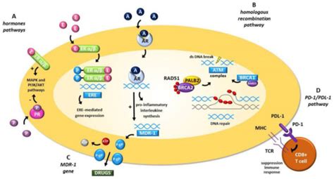 Cells | Special Issue : Ovary and Brain