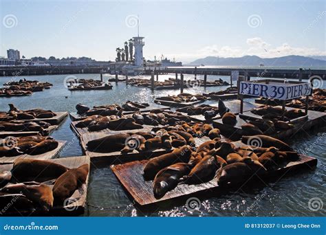 Sea Lions at Pier 39, San Francisco, USA Editorial Photography - Image ...