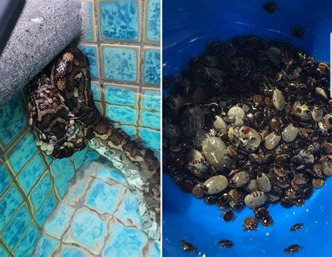 Australian snake catchers rescue python covered with 500 ticks - India ...