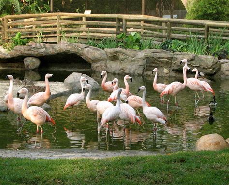 Tales From Twisty Lane: Chilean Flamingos