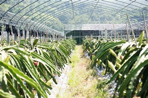 航拍：火龙果种植成东方特色产业 种植面积达2.3万亩_新浪海南_新浪网