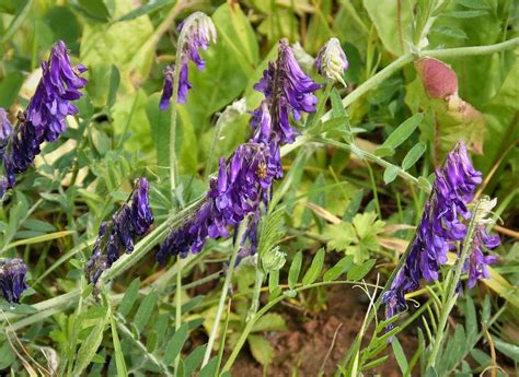 15 Weeds With Purple Flowers