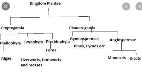 draw outline classification of kingdom plantae - Brainly.in