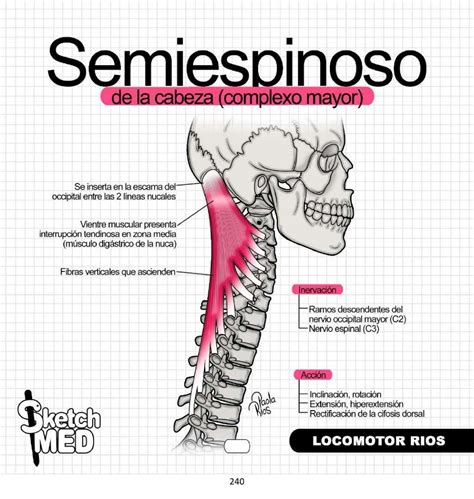 Pin de JACQUELINE RAMIREZ en muscular en 2024 | Anatomia humana musculos, Anatomía médica ...