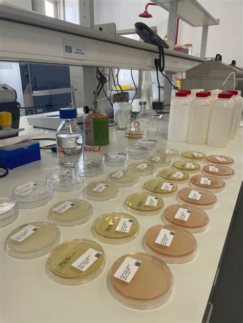 Image result for Using Lab Rats for Testing