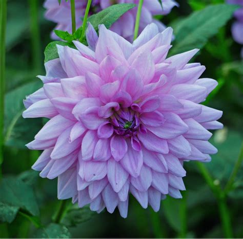 'Blue Boy' Dahlia (Decorative or Semi-Dinnerplate) – Firefly Farm and ...