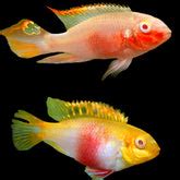 New Arrivals – Best4Pets