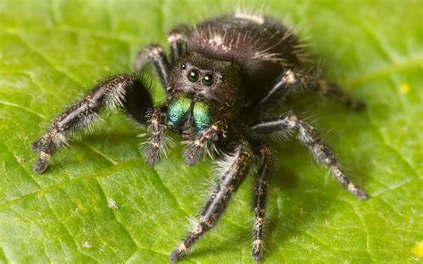 Image result for Spider Species Classification Using Machine Learning