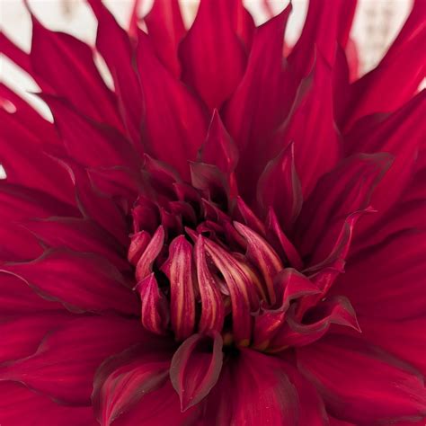 Taum Sauk – RainySunday