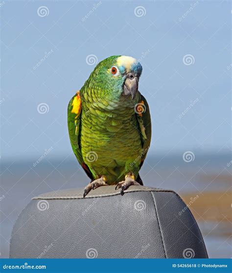 Blue fronted amazon parrot stock photo. Image of pets - 54265618