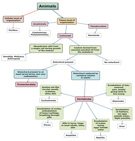 Kingdom Animalia — lesson. Science CBSE, Class 9.