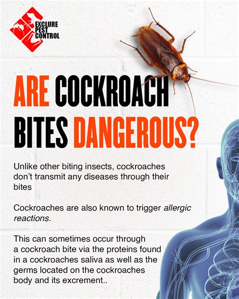 DO COCKROACHES BITES HUMANS? on Behance