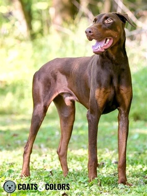 Doberman Scary 的图像结果